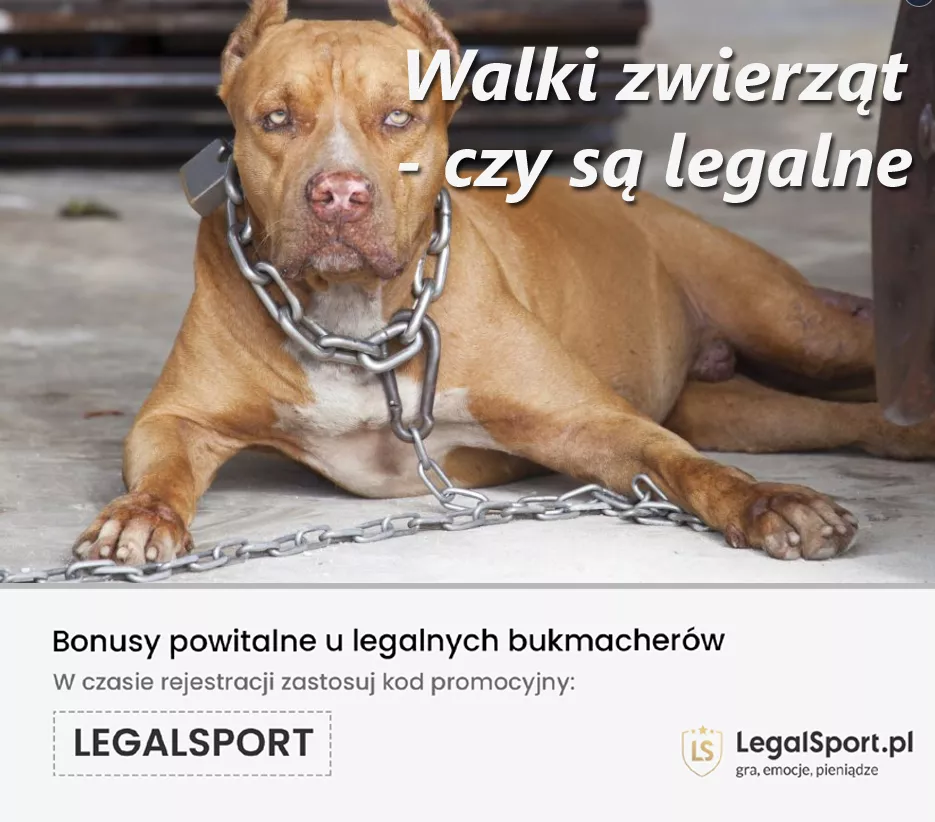 Czy walki zwierząt są legalne w Polsce i na świecie