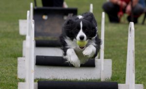 Wśród nietypowych sportów można znaleźć flyball