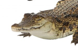 Ząb krokodyla ma przynosić szczęście w grach hazardowych